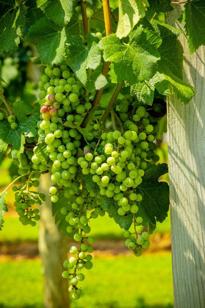 fables-and-feathers-winery-061