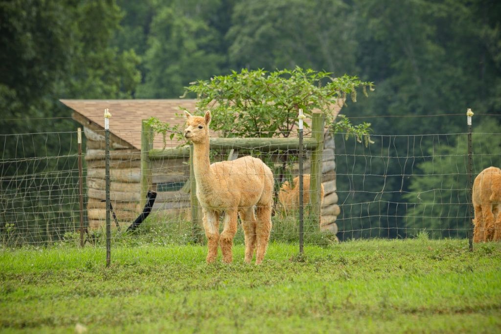 smith-mountain-lake-farm-alpacas-007