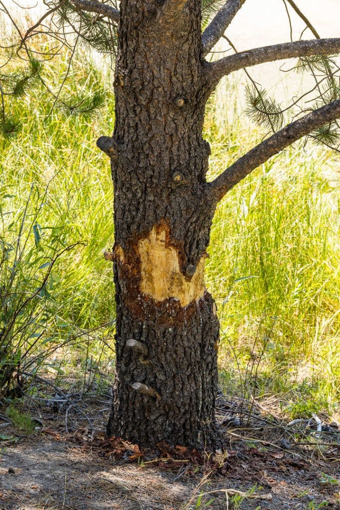 sunriver-nature-center-and-oregon-observatory-033