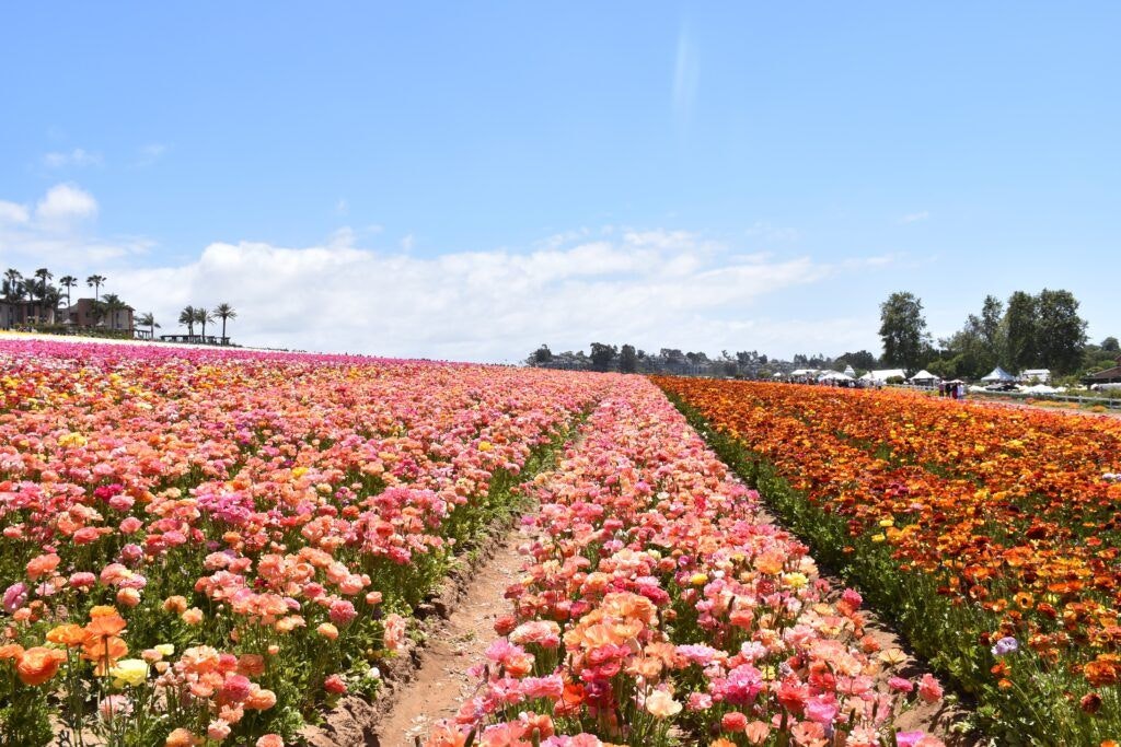 the-flower-fields-003