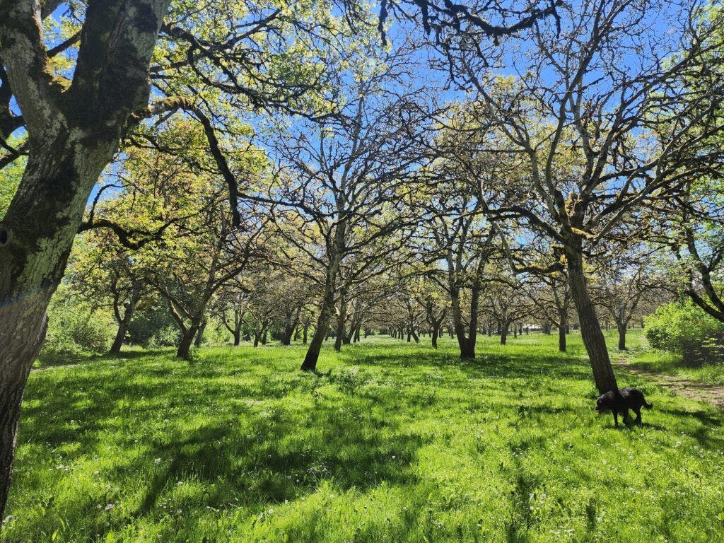 willamette-mission-state-park-002