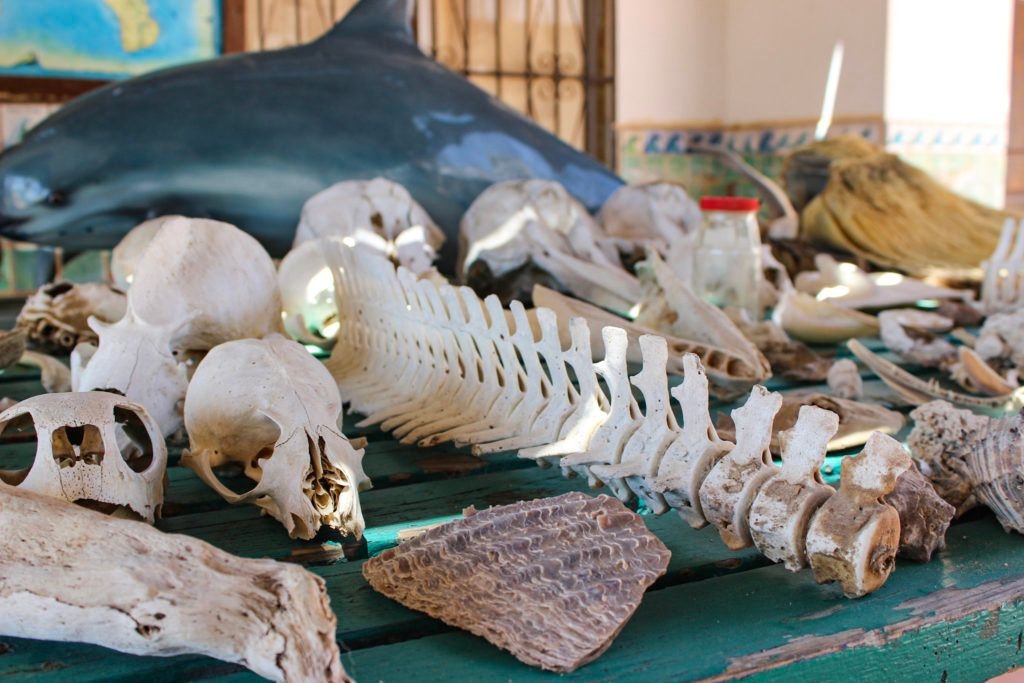 cedo-intercultural-center-for-the-study-of-deserts-and-oceans-012