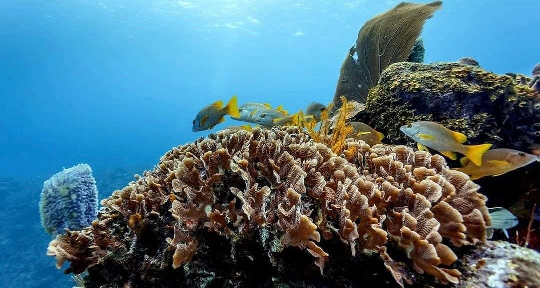 Barrier Reef 1.jpeg