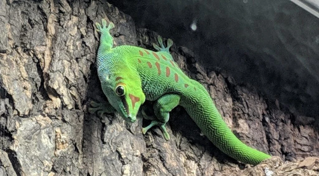 butterfly-wonderland-003