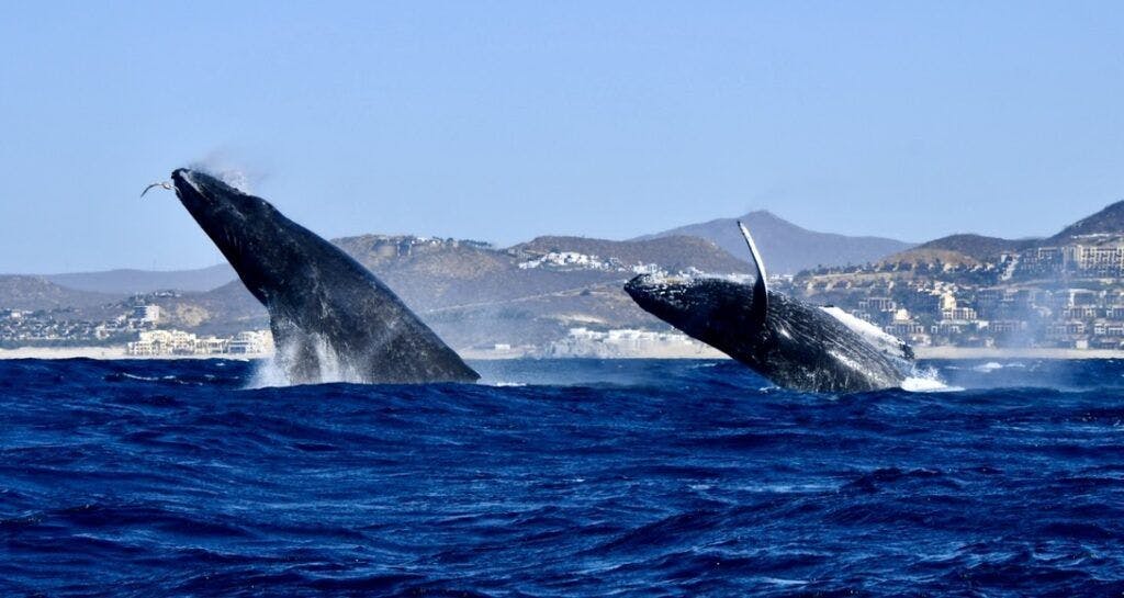 whale-watch-cabo-004