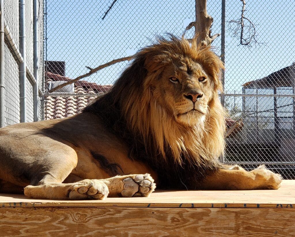 Lion Habitat Ranch