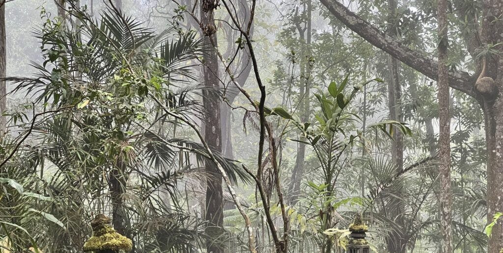 kona-cloud-forest-sanctuary-004