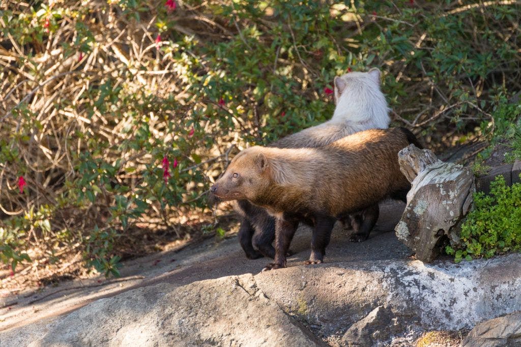 sequoia-park-zoo-and-redwood-sky-walk-014