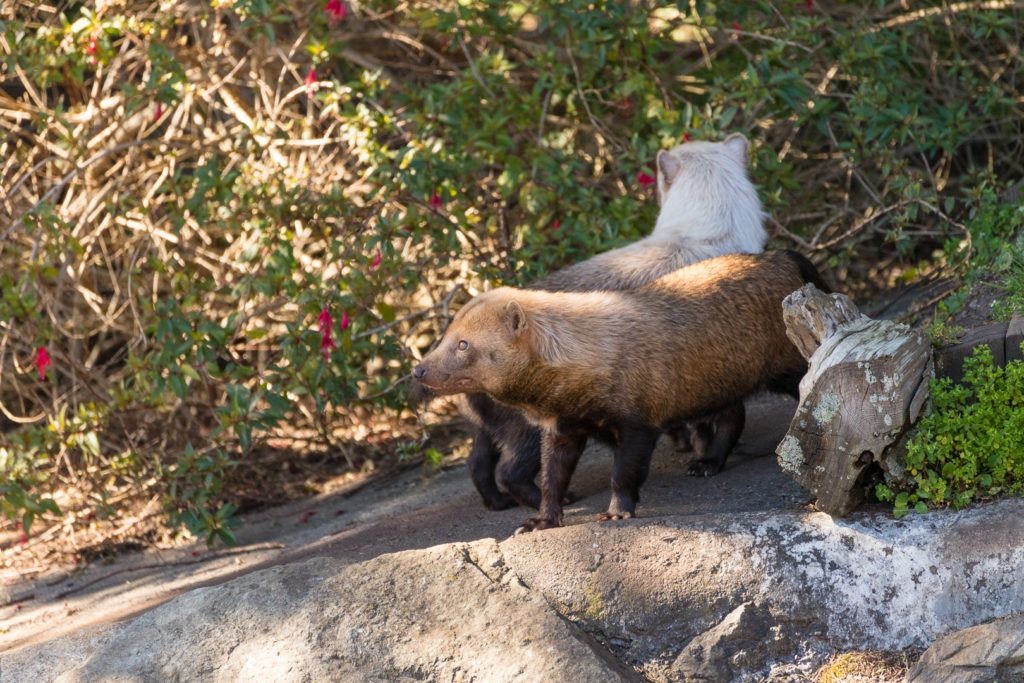 sequoia-park-zoo-and-redwood-sky-walk-014