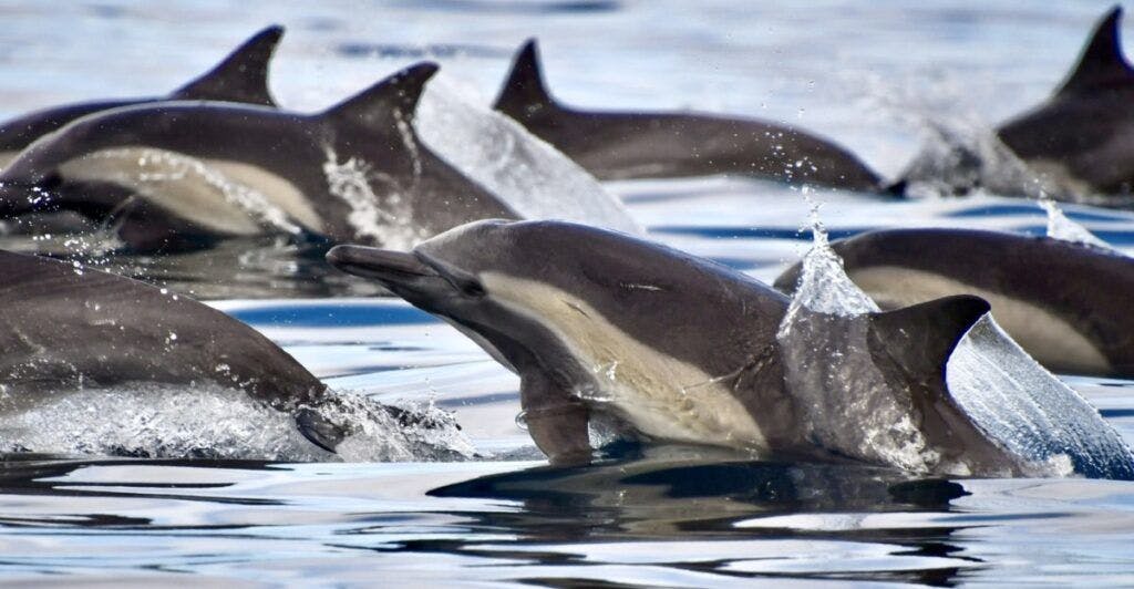 whale-watch-cabo-002