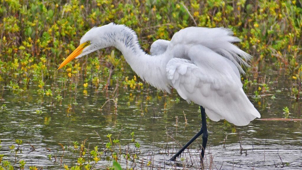south-padre-island-birding-and-nature-center-002