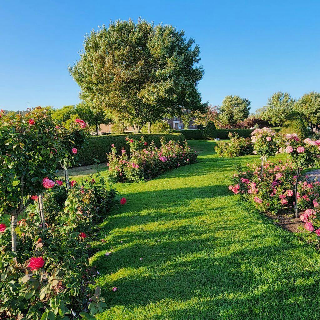 duluth-rose-garden-002