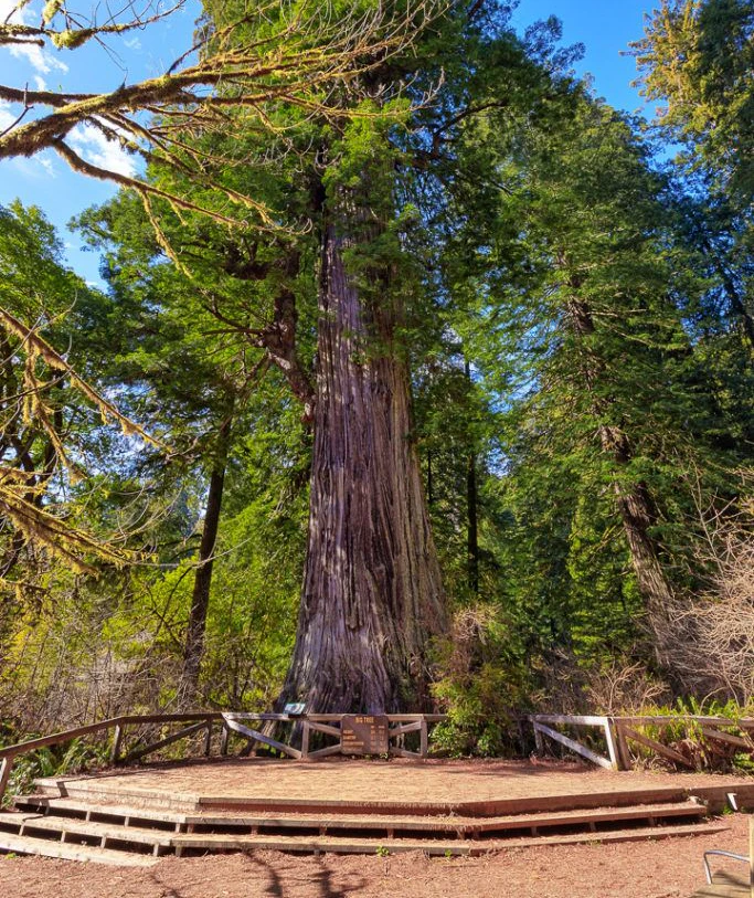 big-tree-wayside-001