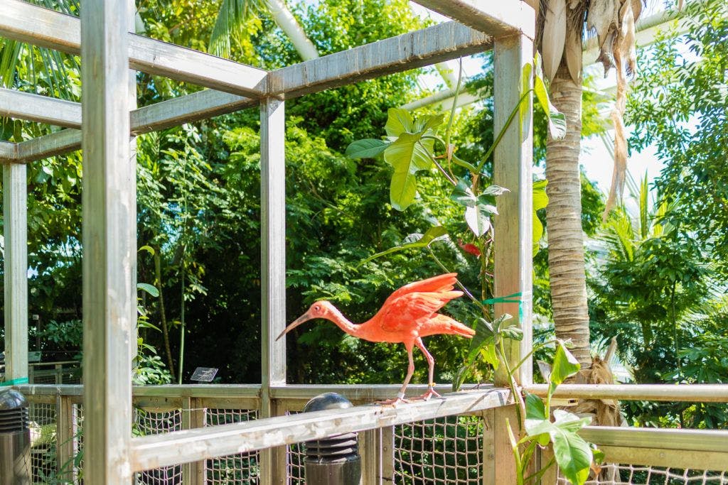 moody-gardens-pyramids-010