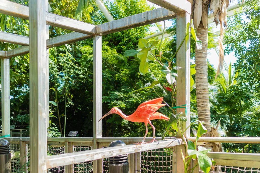 moody-gardens-pyramids-010