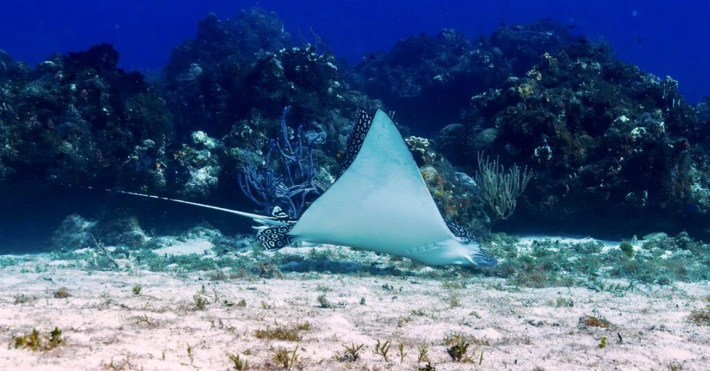 dressel-divers-cancun-004