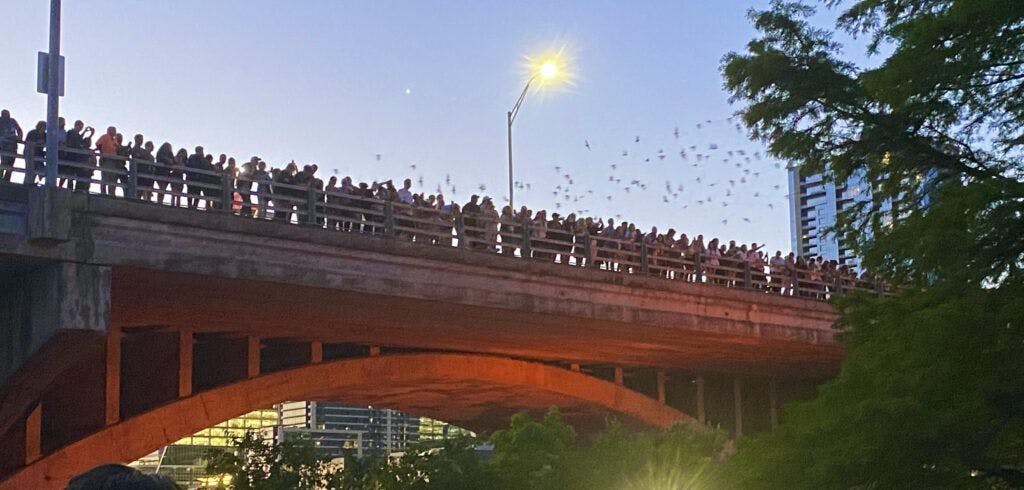 austin-bats-at-south-congress-bridge-002