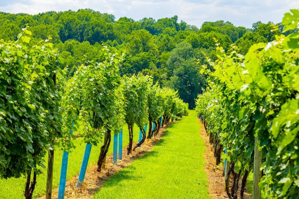 fables-and-feathers-winery-062