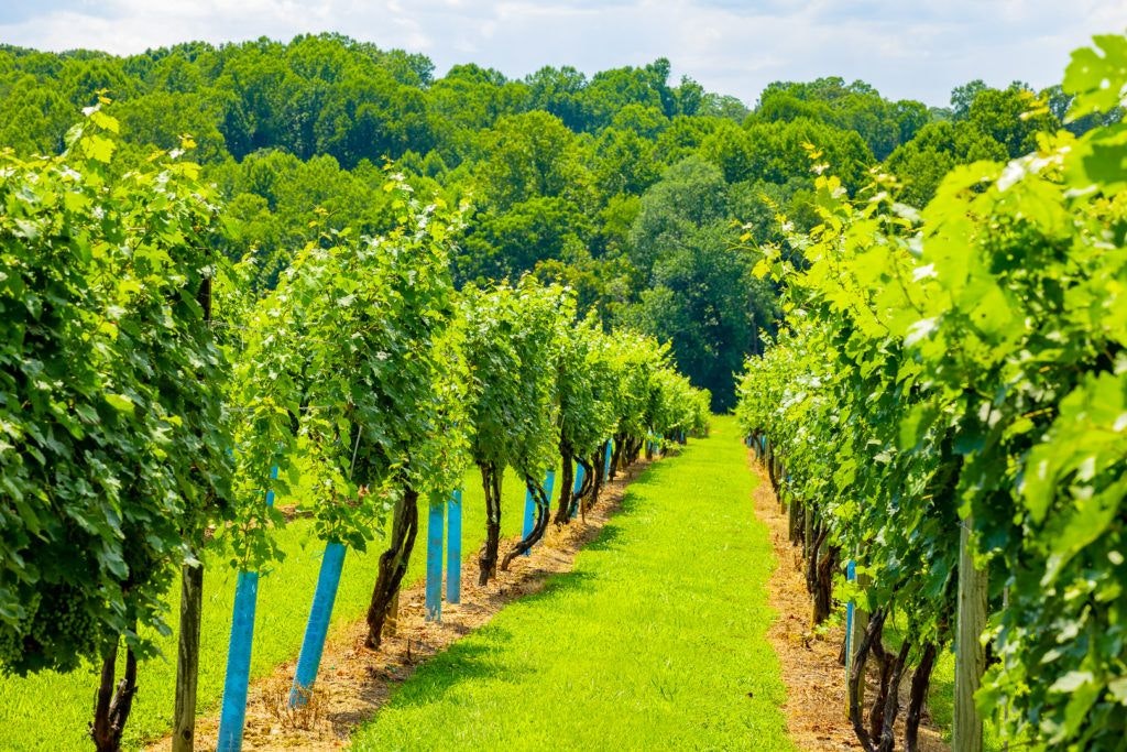 fables-and-feathers-winery-062