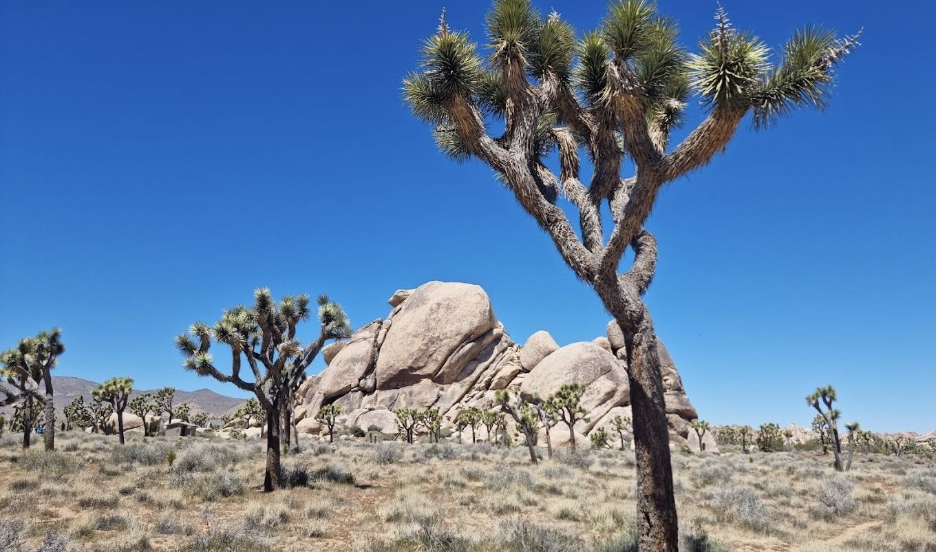 Joshua Tree 05.jpeg