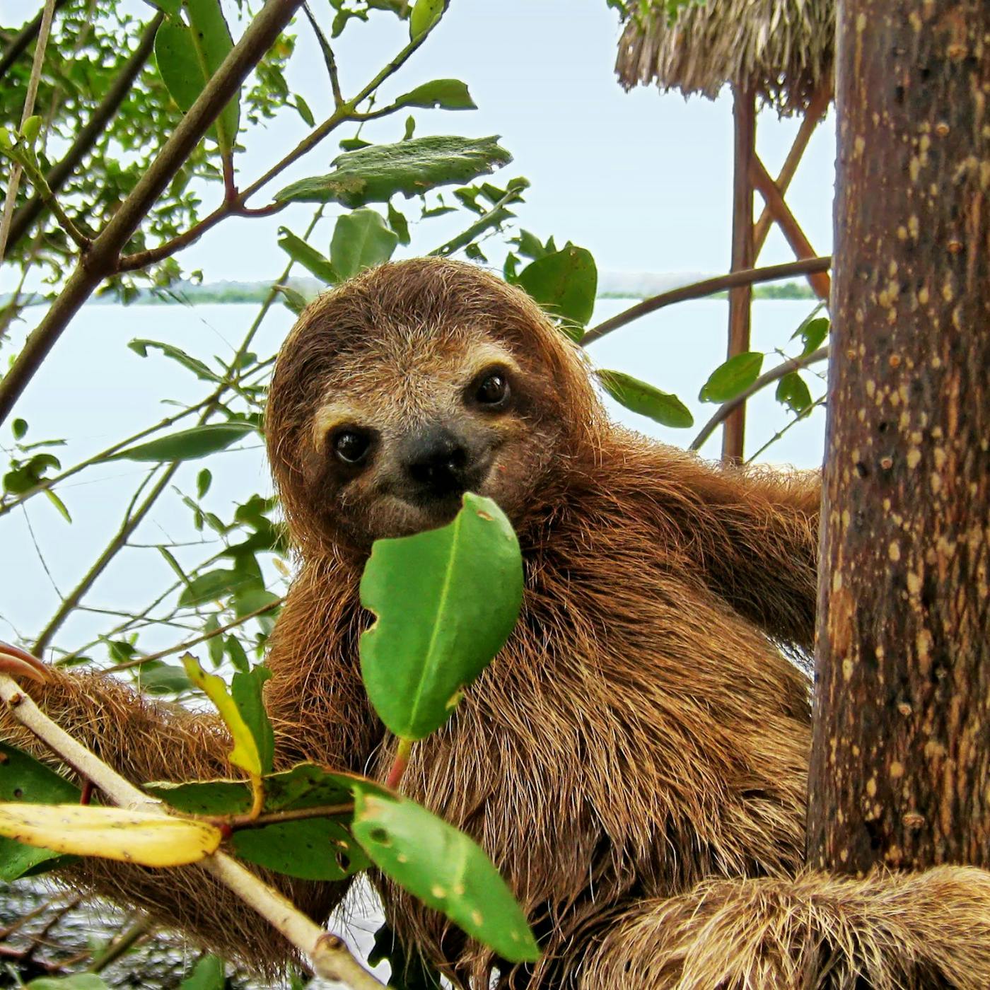 Casago Costa Rica