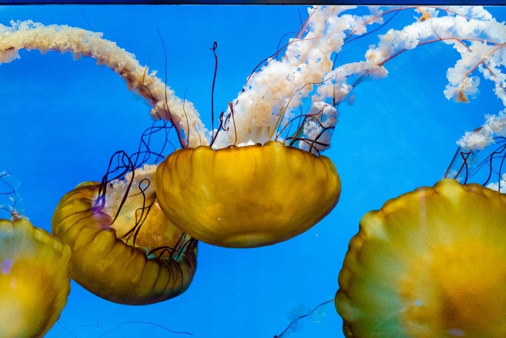 moody-gardens-pyramids-024