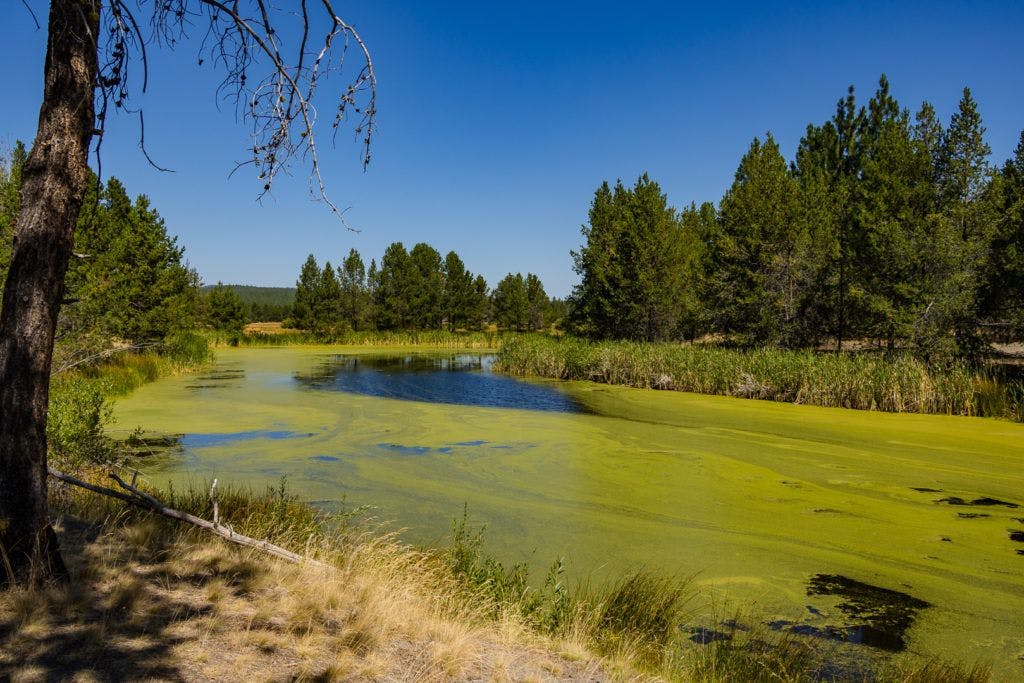 sunriver-nature-center-and-oregon-observatory-027