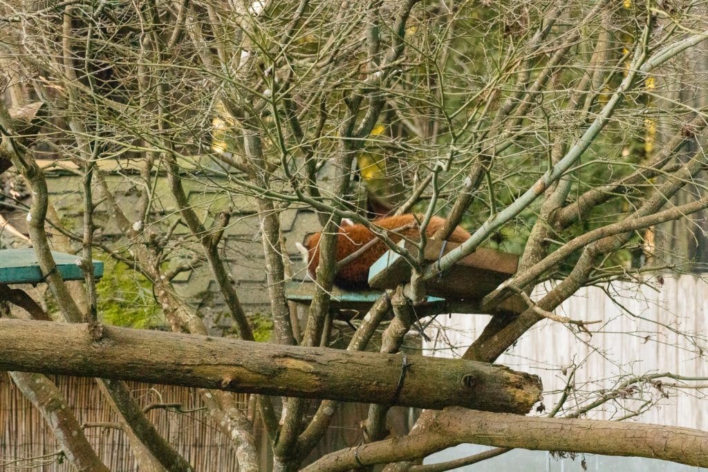 sequoia-park-zoo-and-redwood-sky-walk-016