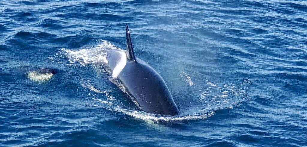 condor-express-whale-watching-001