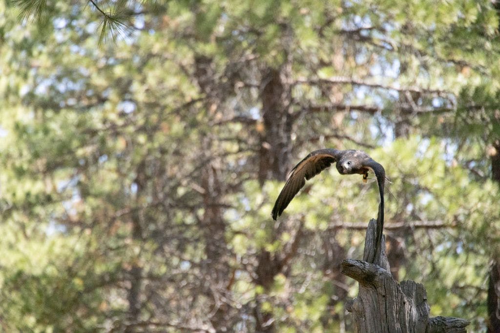high-desert-museum-004