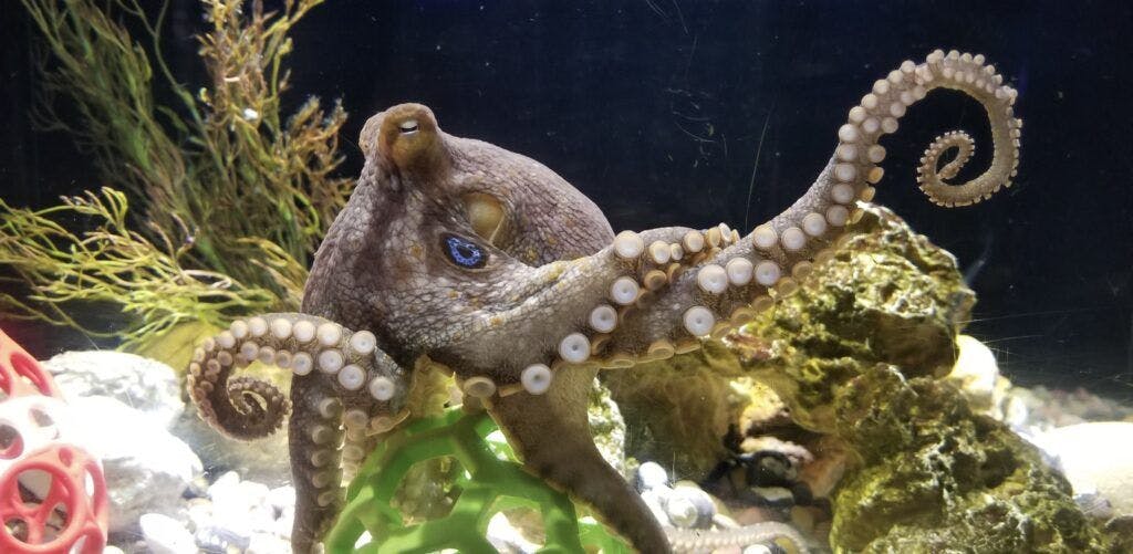 central-coast-aquarium-002