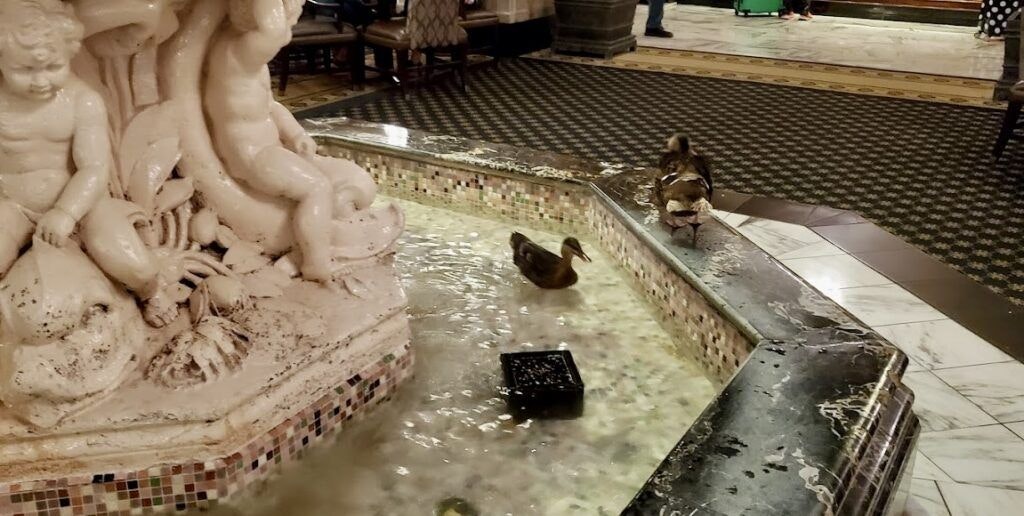 the-peabody-ducks-004