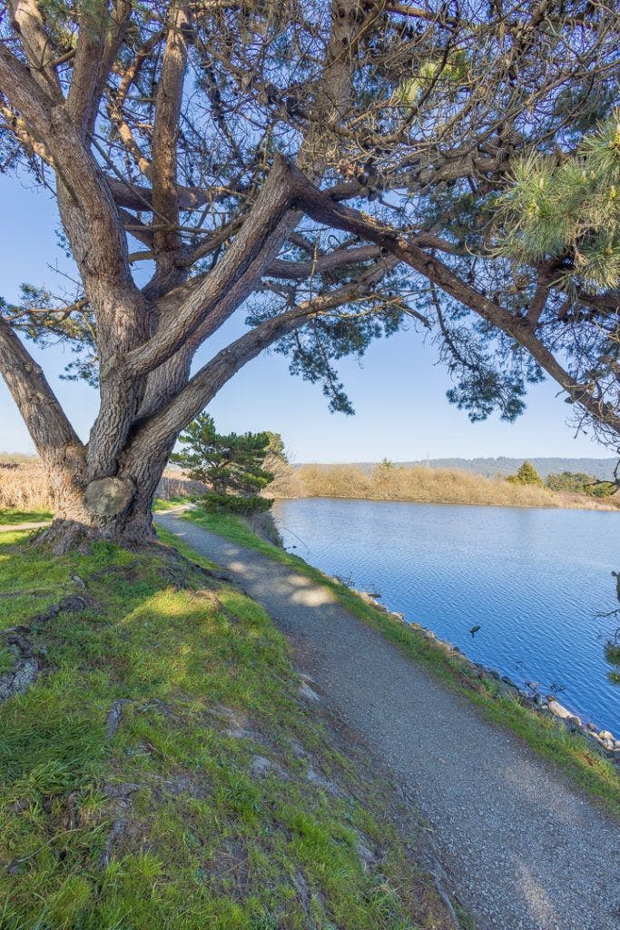 arcata-marsh-and-wildlife-sanctuary-001