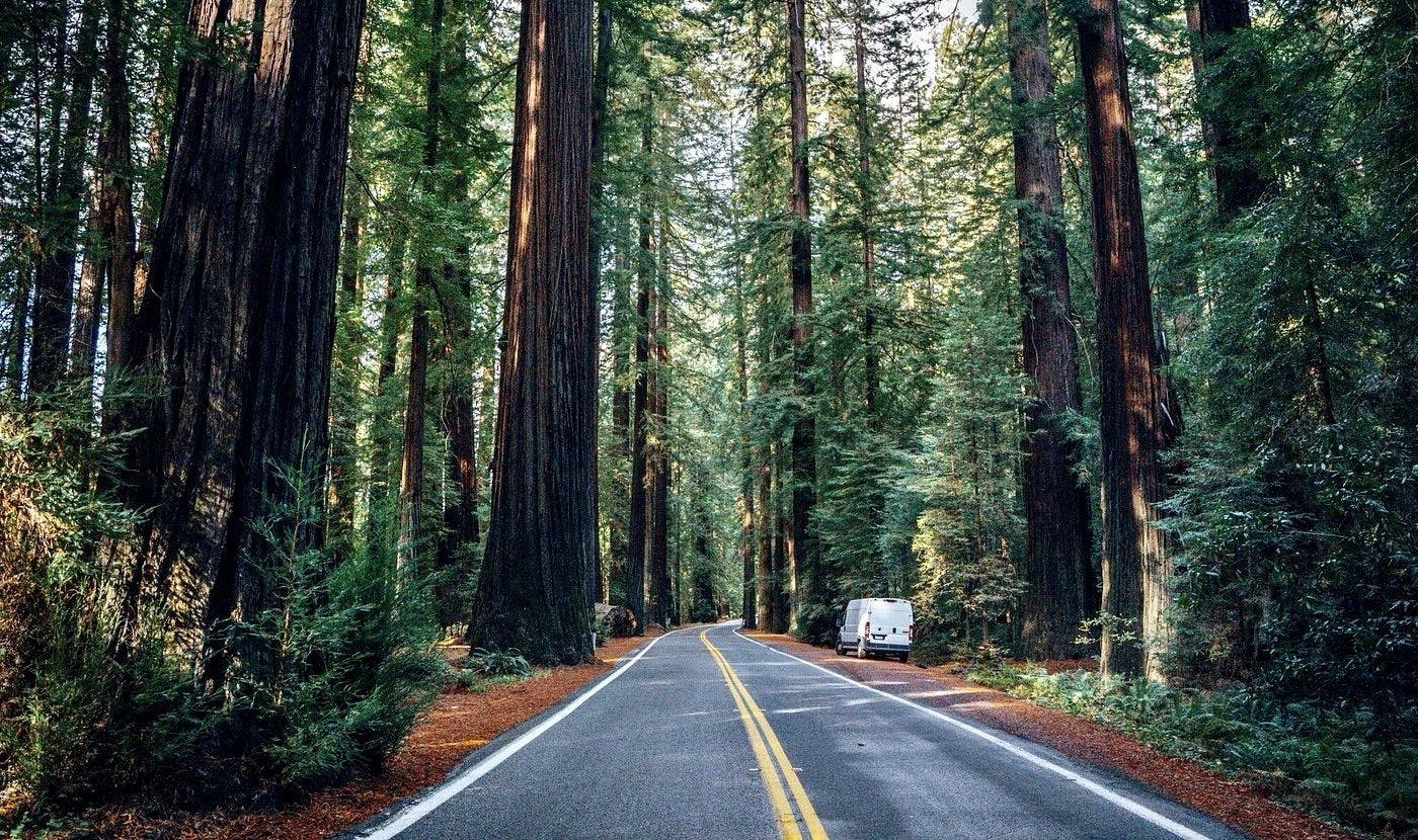 Our Guide to Redwood National Park