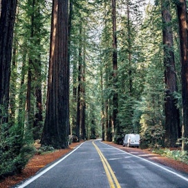 Our Guide to Redwood National Park