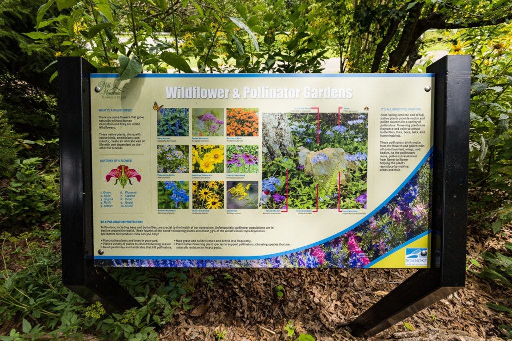 mill-mountain-wildflower-garden-017