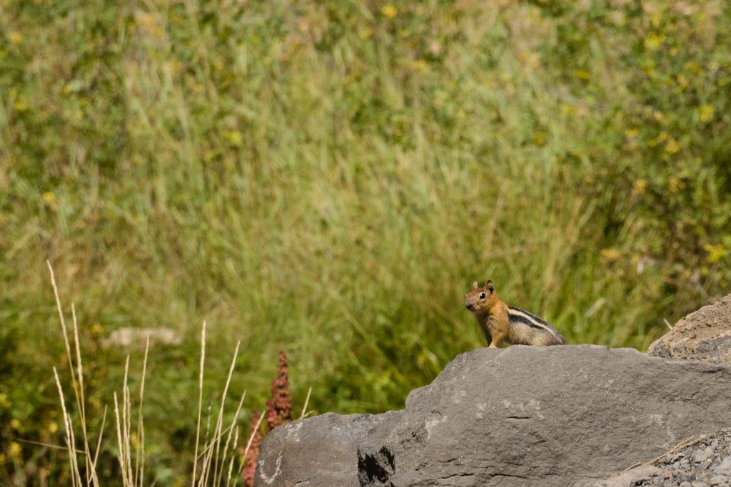 natural-water-slides-hike-and-paulina-plunge-tour-031