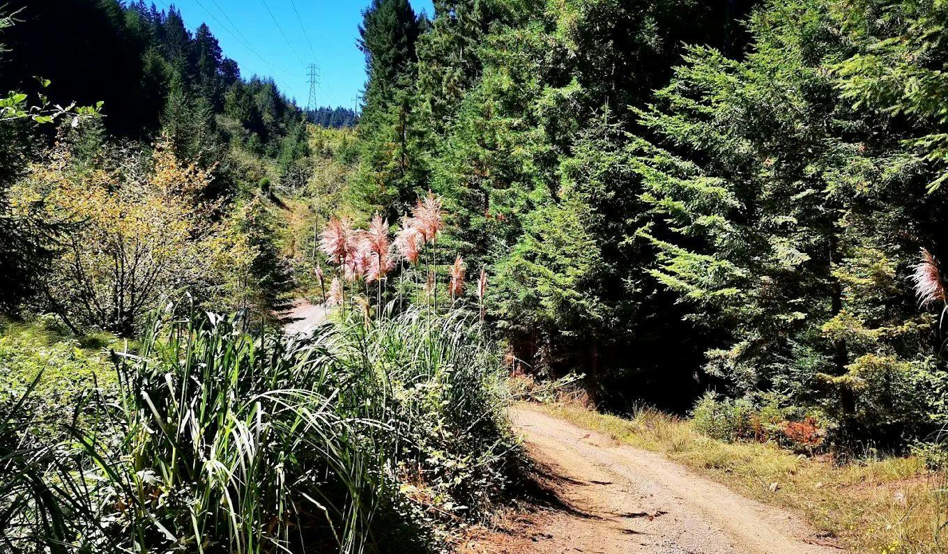 Arcata Community Forest 5.jpeg