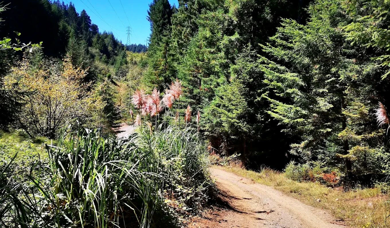 Arcata Community Forest 5.jpeg