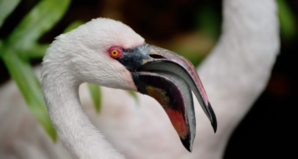 three-ring-ranch-exotic-animal-sanctuary-004