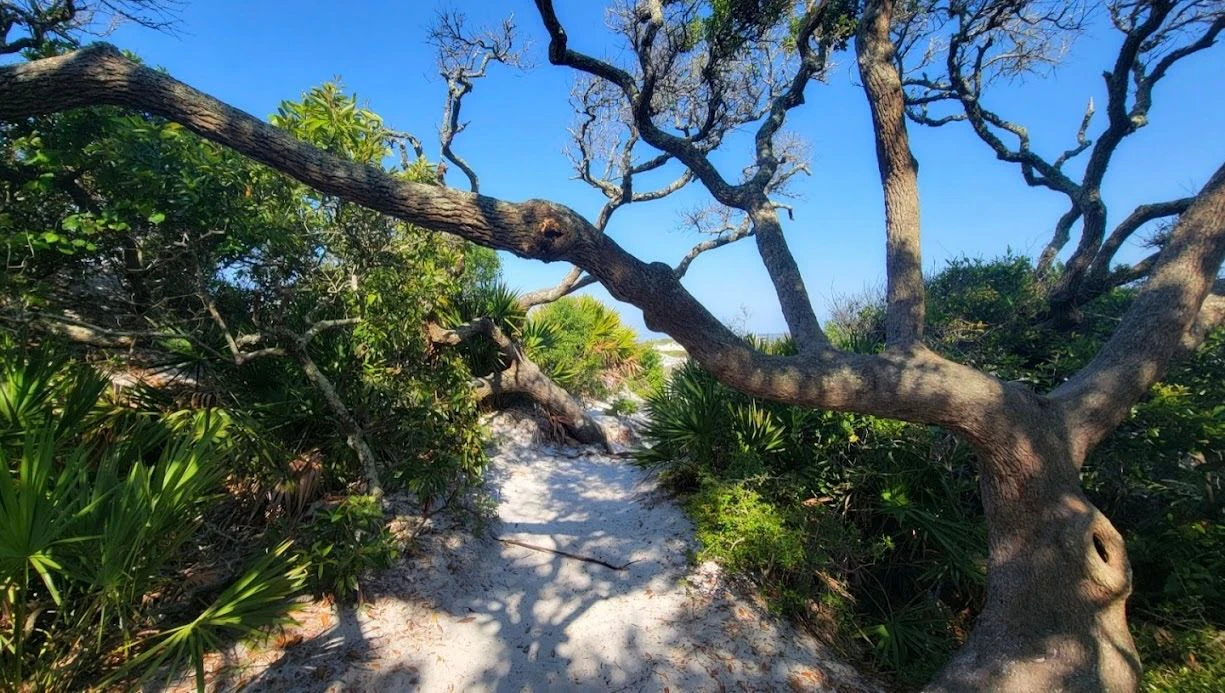 Grayton Beach State Park 03.jpeg