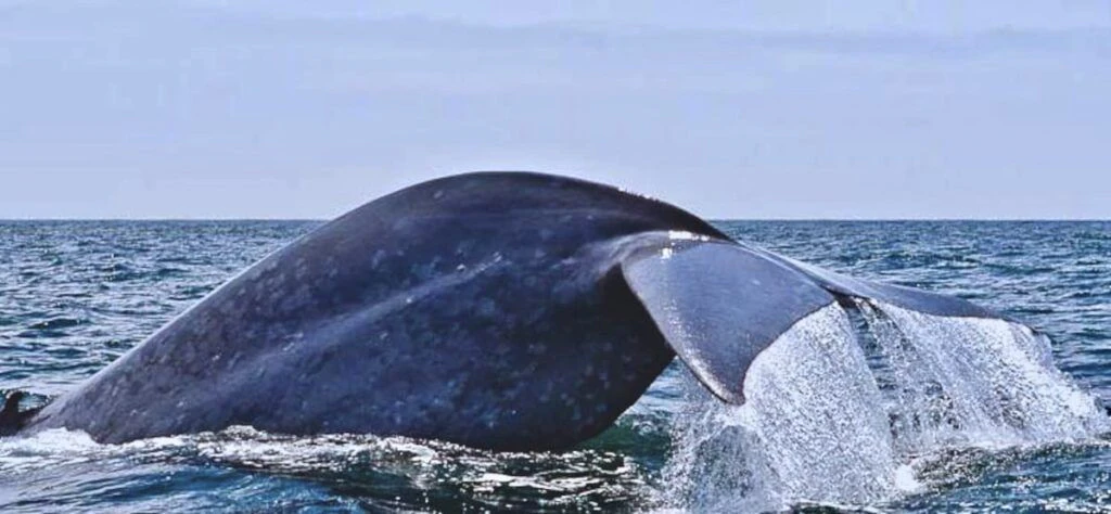 loreto-sea-and-land-tours-002