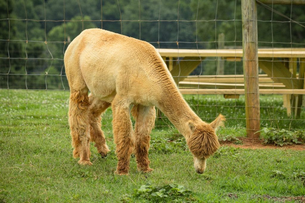 smith-mountain-lake-farm-alpacas-012