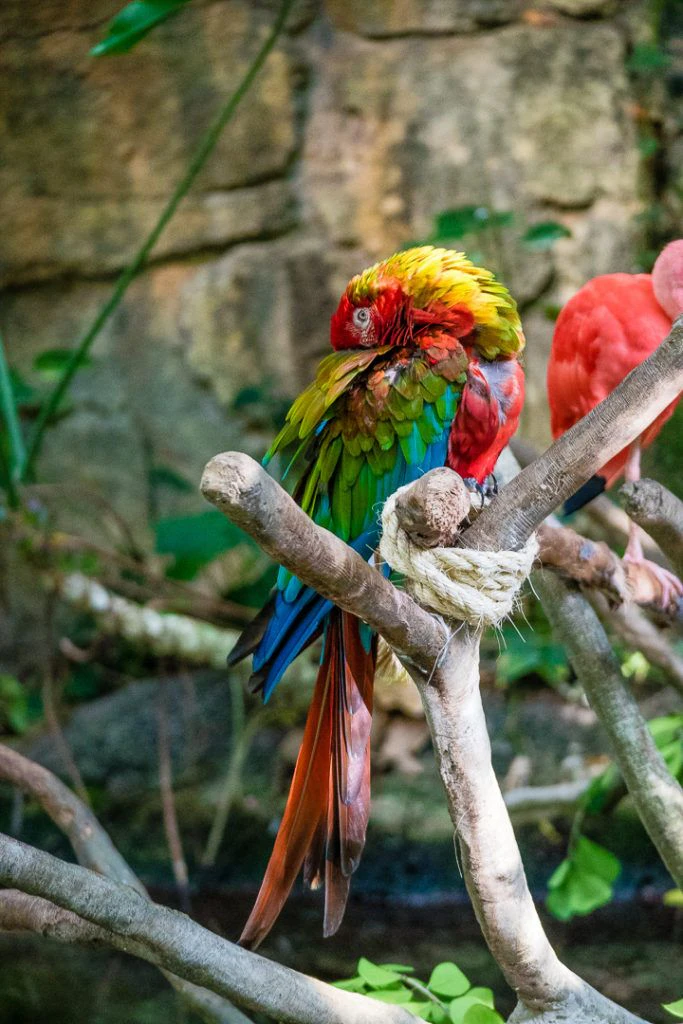 moody-gardens-pyramids-012