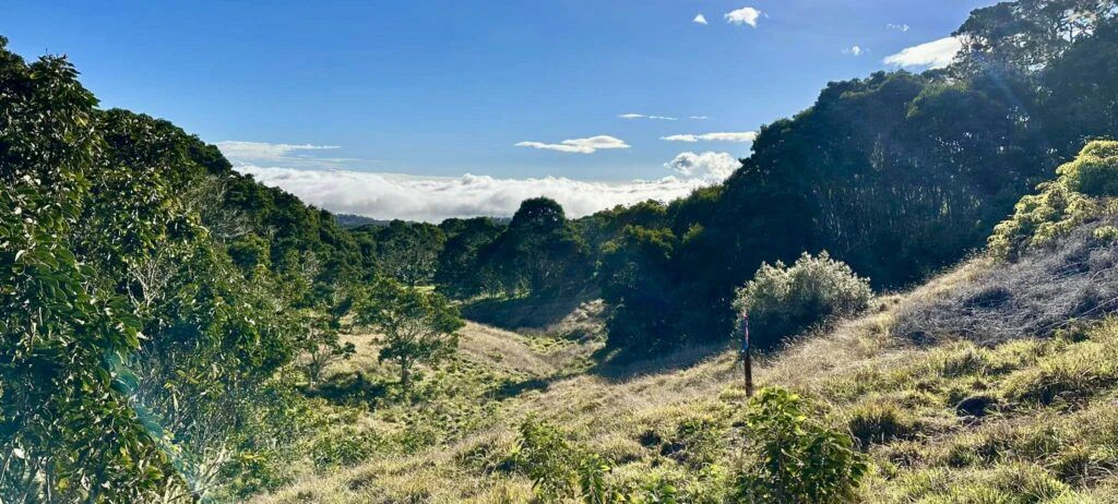 hakalau-forest-national-wildlife-refuge-003