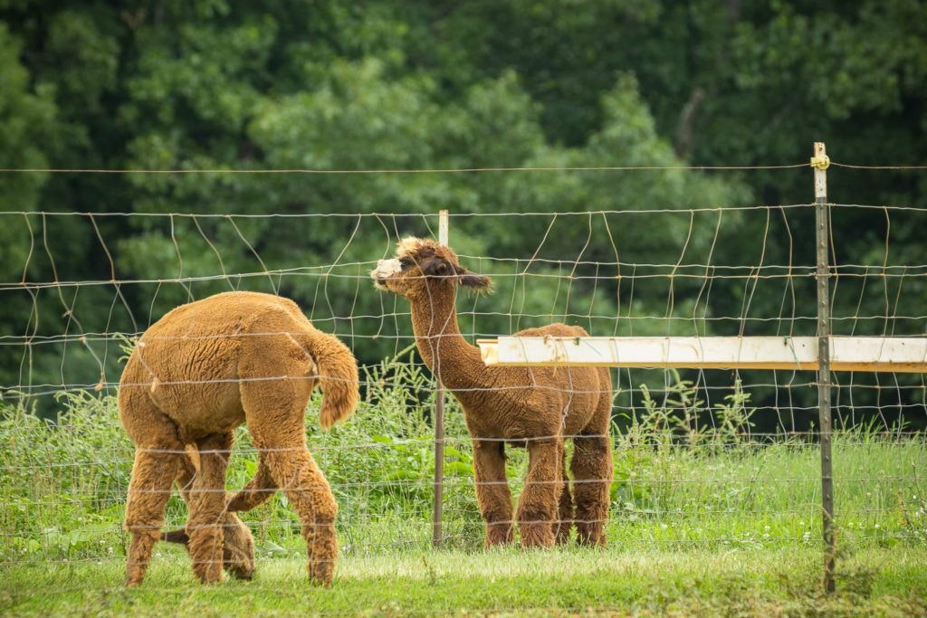 smith-mountain-lake-farm-alpacas-001