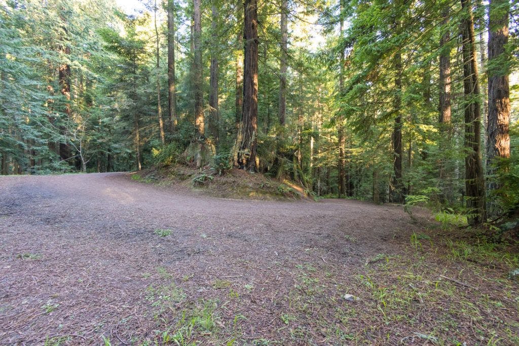 arcata-community-forest-007