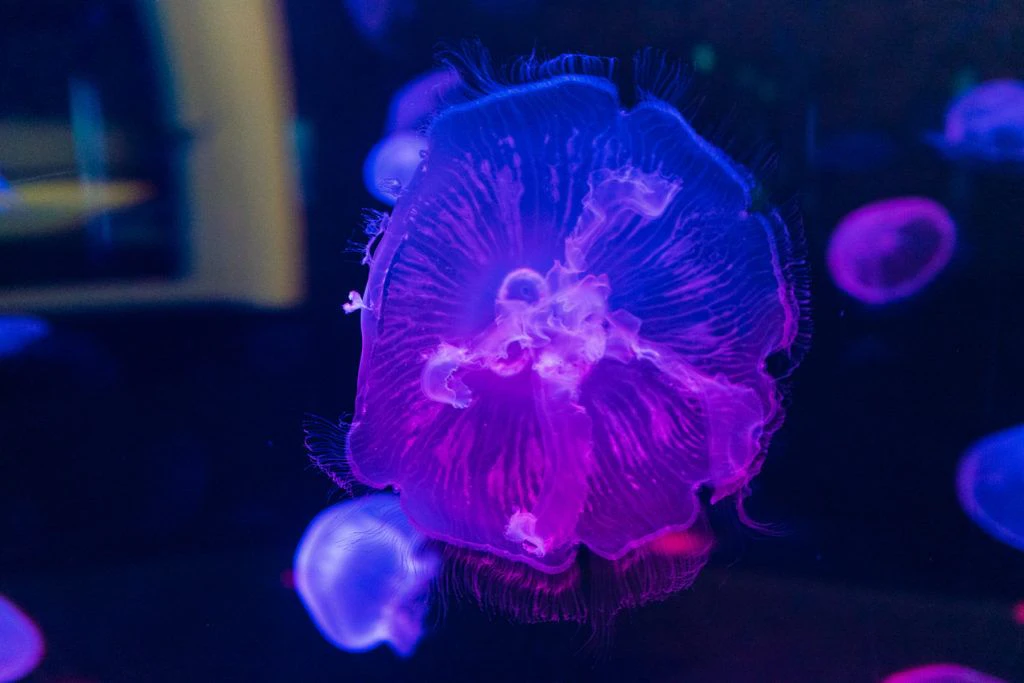 moody-gardens-pyramids-025