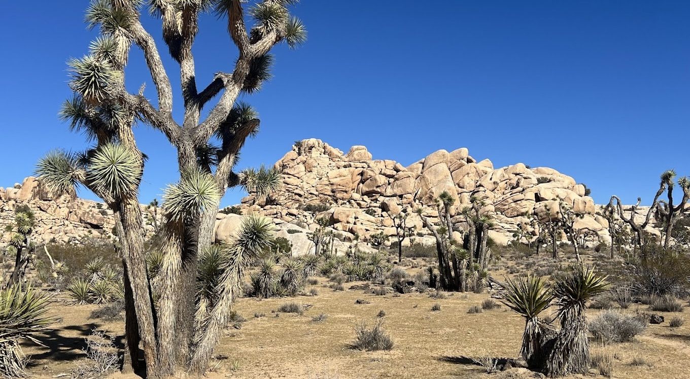Joshua Tree National Park