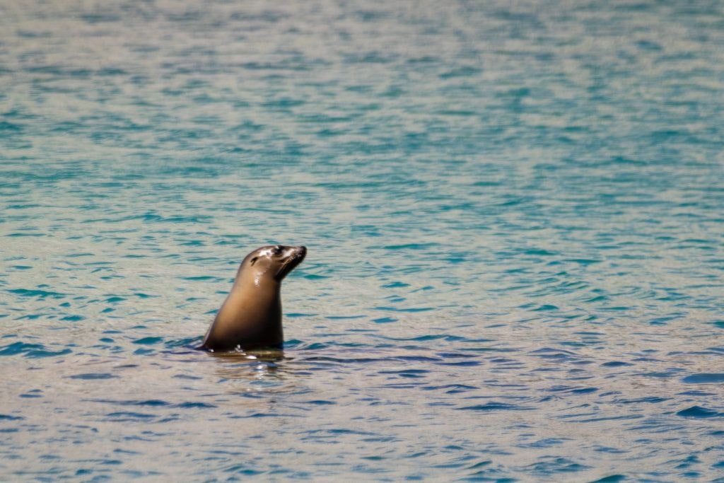 bird-island-isla-san-jorge-026